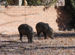 Watch out for the javalina